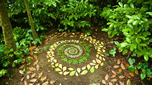 Leaves displayed on the ground